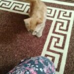 adorable kittens