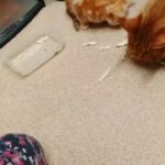 hungry kittens