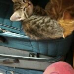 kitty rest