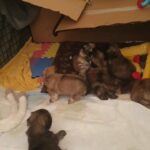 lhasaneze puppies
