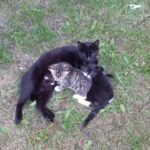 ADORABLE 4 FEMALE KITTENS