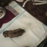 lhasaneze puppies