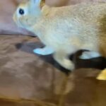 Toffee (Rabbit 2)