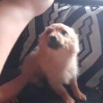 toffee last boy pomchi