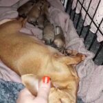 pomchi pups 3 girls 2 boys