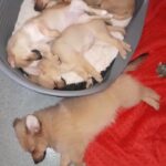 2 of my beautiful pomchi pups left