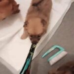 3pomchi pups left 2 girls 1boy