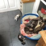 beautiful chihuahua puppy’s