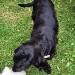 Alfred and Blackie ( cocker spaniel)