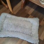 dog beds
