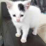 beautiful male kitten for sale