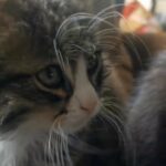 2 kittens