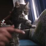 Beautiful kittens