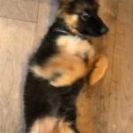 Pure German’s pups