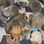 bully cross puppies