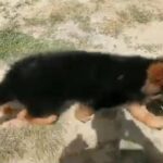 German Shepherd Pupps