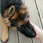 longhair German’s Pupps
