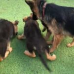 Longhair German Shepherd pupps