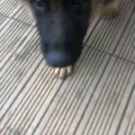 the sweetest German’s pups