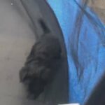 jackapoo puppies