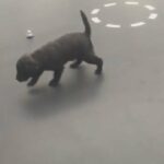 jackapoo puppies