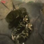 mixed breed kittens