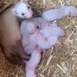 baby ferrets/kits