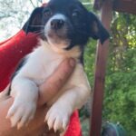 3 jack Russell’s for sale