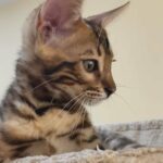 Bengal Pedigree Kitten for sale