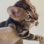 Bengal Pedigree boy for sale