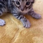 Bengal Tica Registered Kittens