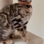Bengal Pedigree Kittens
