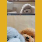 Needle Felted Bichon(Ready to Ship)