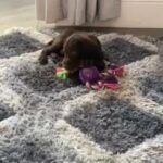 German wire haired pointer