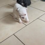 french bulldogs