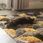 gorgeous German wire haired pointer puppy