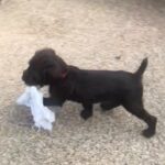 gorgeous German wire haired pointer puppy