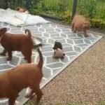 vizsla/poodle