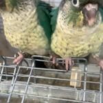 handreared silly tame high blue pineapple conures now ready