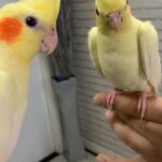 stupidly tame handreared cockatiels