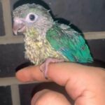 handreared British high blue green cheek conures stupid tame