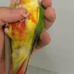 super tamed hand reared pineapples conures