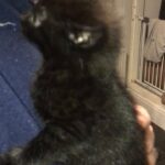 beautiful kitten