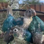 stupid tame hand reared British blue conures