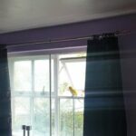 x2 Quaker parrots for sale