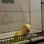 2 Quaker Parrots for Sale