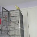 x2 Quaker parrots for sale