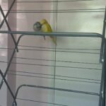 2 Quaker parrots for sale
