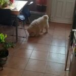 chow chow - female