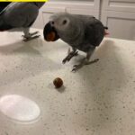Congo African grey parrots for sale